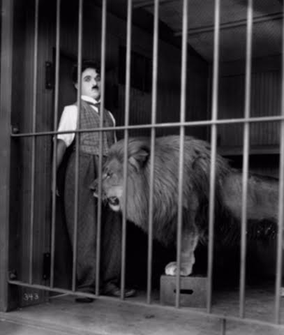 Lion Chaplin 1